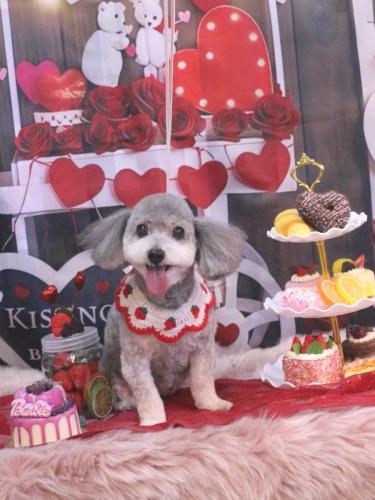 20250226チップちゃん